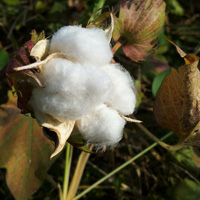 Cotton Seed Oil Image