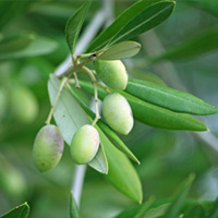 Spanish Olive Oils Image