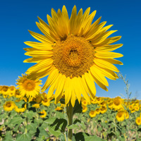 Sunflower Oils Image
